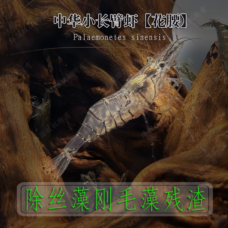 中华小长臂花腰虾鱼缸除藻清理残渣冷水宠物观赏黑壳虾大号工具虾