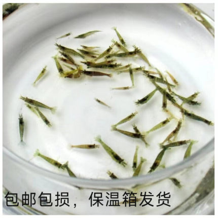 黑壳虾除藻虾活体饲料套餐淡水观赏虾草缸清洁虾造景缸除藻工具虾