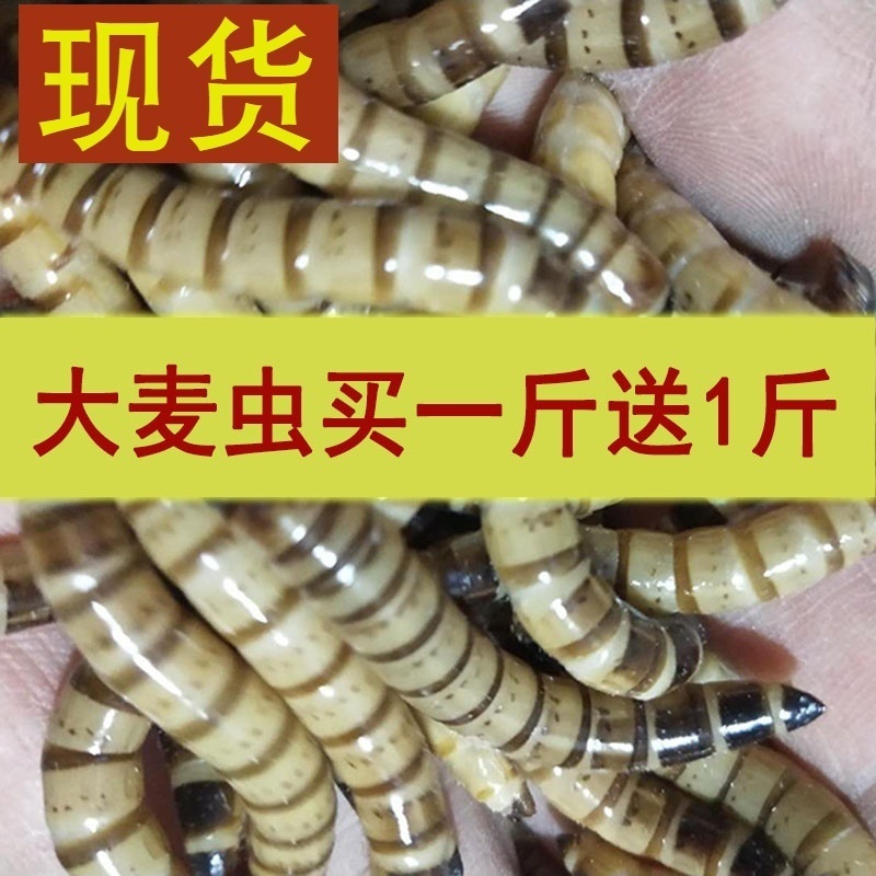 南通直发大麦虫活体乌画眉金龙鱼红龙鱼宠物饲料虫子大面包虫活虫