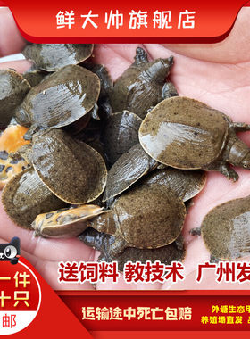 10只17元甲鱼苗外塘养殖中华小甲鱼水鱼苗团鱼苗龙鱼饲料包邮包活