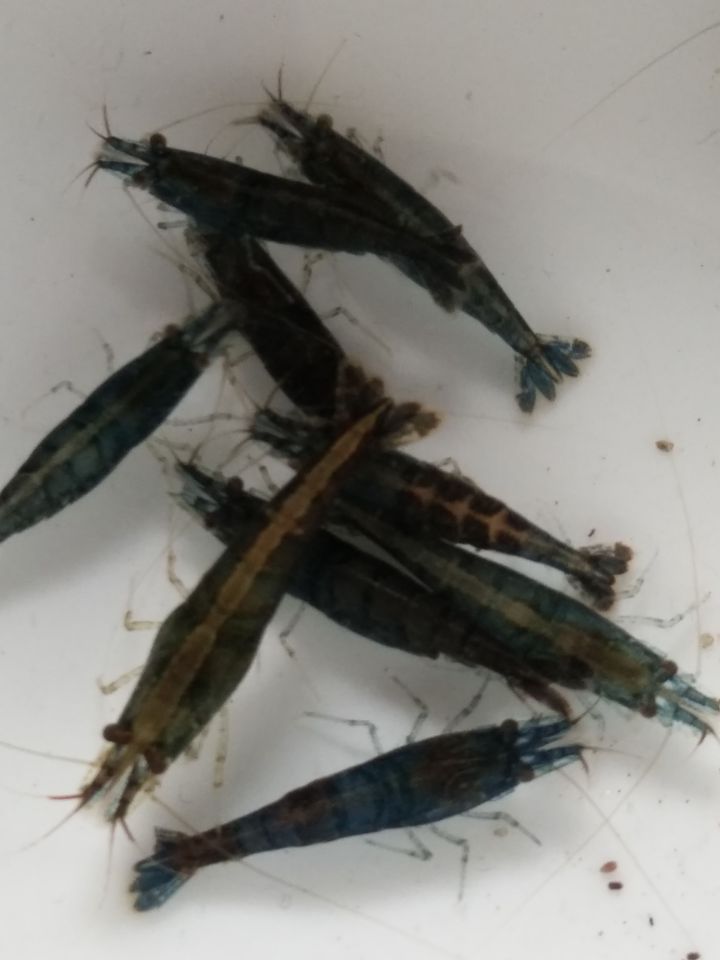 大号黑壳虾抱卵虾繁殖种虾观赏虾除藻草缸工具虾活体虾免包邮