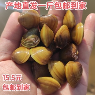 溪蚬黄沙蚬河蚬黄金蚬小河蚌鳑鲏繁殖鱼缸净化水质除藻除绿水贝壳