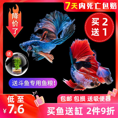 泰国斗鱼马尾狮王半月母斗鱼观赏鱼热带鱼活体宠物淡水鱼鱼缸