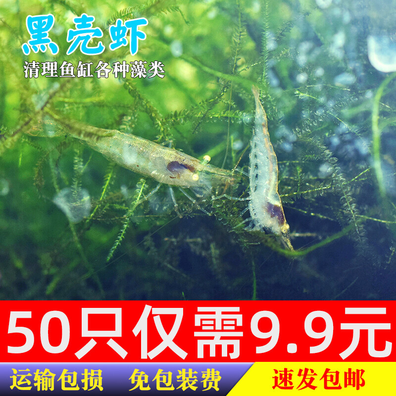 黑壳虾冷水清洁垃圾除藻攻击观赏虾草缸水族鱼缸造景乌龟饲料活体