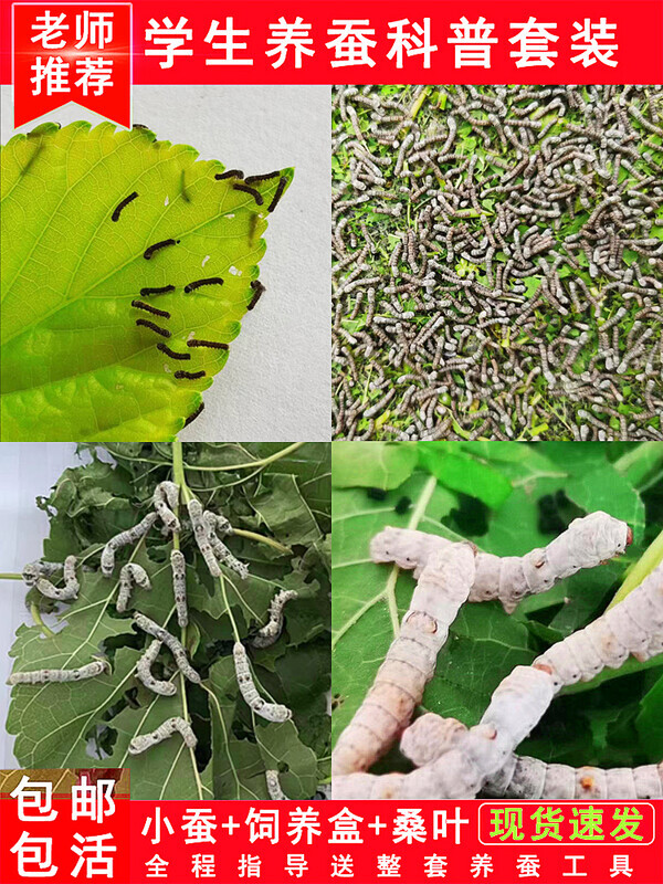 蚕宝宝学生养蚕套装春蚕幼虫七彩活体活物小蚕宝宝1234龄新鲜桑叶