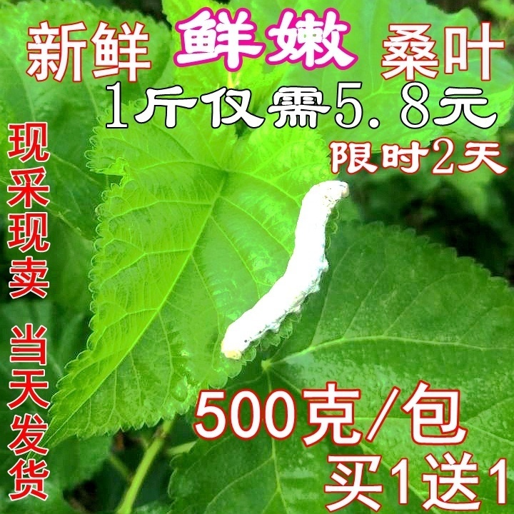 新鲜桑叶现摘嫩桑叶蚕蚁蚕虫吃桑树叶蚕宝宝饲料大小蚕食物蚕树叶