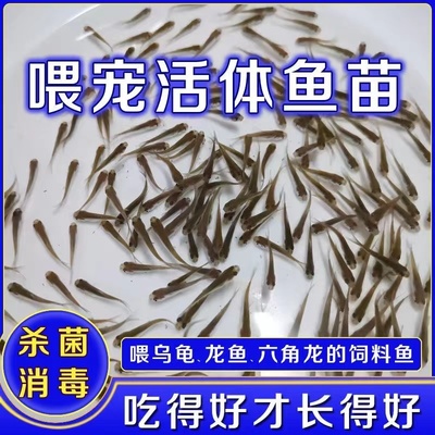 乌龟吃的小鱼苗喂乌龟饲料活鱼龟粮食蚊鱼麦穗鱼斗鱼龙鱼饲料活体