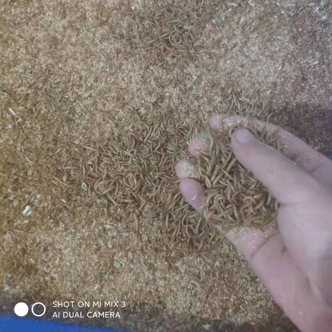 特小面包虫活虫黄粉虫活体幼虫蜘蛛蝎子石蛙蜥蜴食物开口虫1厘米