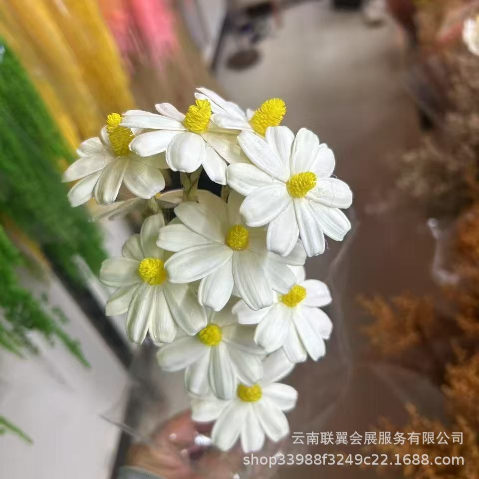 瓜子花云南干花手工艺术