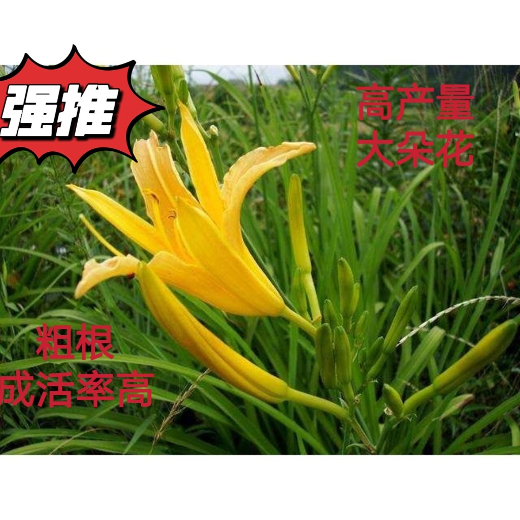 黄花苗种苗产地直发高产黄花苗金针菜根苗
