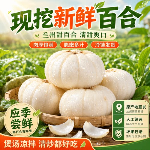 兰州百合新挖鲜百合500g食用甜百合新鲜甘肃特产级生百合非干货