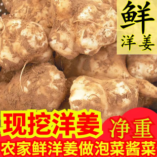 洋姜新鲜现挖农家自种10斤咸菜无添加酱菜的功效与作用官方旗舰店