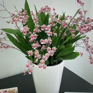 带花苞梦香文心兰浓香型懒人好养室内高端办公室桌面花卉绿植盆栽