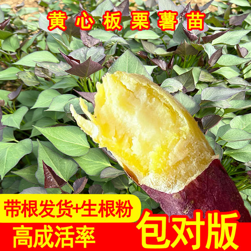 高淀粉黄心板栗薯红薯苗
