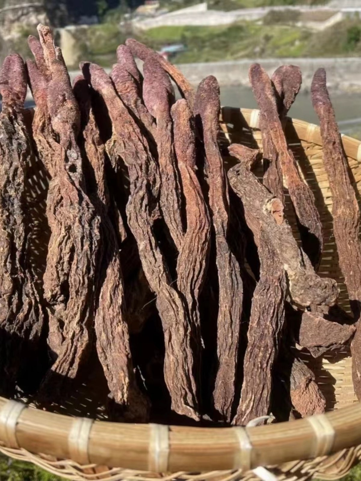 内蒙古阿拉善金花锁阳500克整根切片 泡酒泡水煲汤