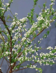 【雪柳花/珍珠李】鲜枝水培支珍珠李绿植物室内鲜花水养鲜切花