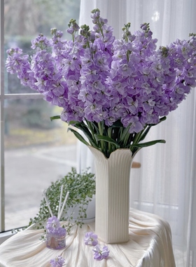 a级紫罗兰鲜花紫色重瓣鲜花云南直发鲜花鲜切花云南直发插花花束