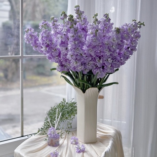 a级紫罗兰鲜花紫色重瓣鲜花云南直发鲜花鲜切花云南直发插花花束