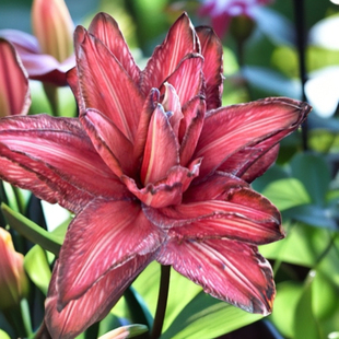 【黑魔术】重瓣香水百合鲜切花云南昆明基地直发日常水养供佛吸染