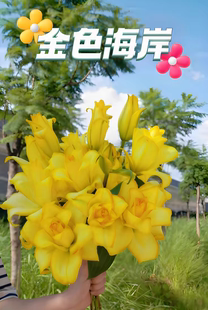 金色海岸黄重瓣香水百合鲜花云南直发鲜切花云南直发插花顺丰发货