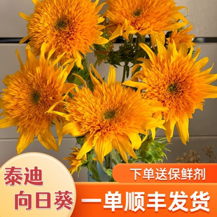 A级泰迪向日葵鲜花云南昆明鲜花基地直发家庭水养大花束 顺丰发货