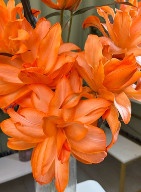 心想事橙重瓣香水百合鲜花云南鲜花昆明基地直发鲜花同城速递顺丰