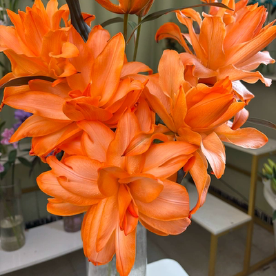 心想事橙重瓣香水百合云南鲜花昆明基地直发鲜花速递吸染百合顺丰