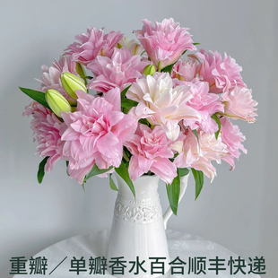 重瓣香水百合云南昆明鲜切花供佛家庭插花云南直发鲜切花顺丰快递