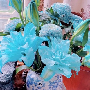 蓝美人蓝色重瓣香水百合吸色云南直发鲜花鲜切花云南直发插花鲜花