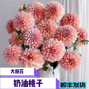 A级奶油桃子大丽花鲜花云南昆明基地直发日常家用水养鲜花花束