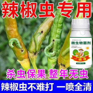 辣椒钻心虫防虫药打辣椒虫药辣椒病虫害防治烟青虫棉铃虫蚜虫通杀