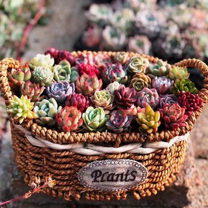 多肉植物肉肉新手套餐组合含盆带土包邮大颗好养绿植精品易活