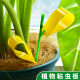双面粘虫板园艺花卉诱虫纸果蝇蓟马白粉虱小黑飞诱捕器蝇蜂防虫片