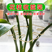 龟背竹支撑杆天堂鸟防倒伏固定器春羽水培植物枝干收聚拢定型支架