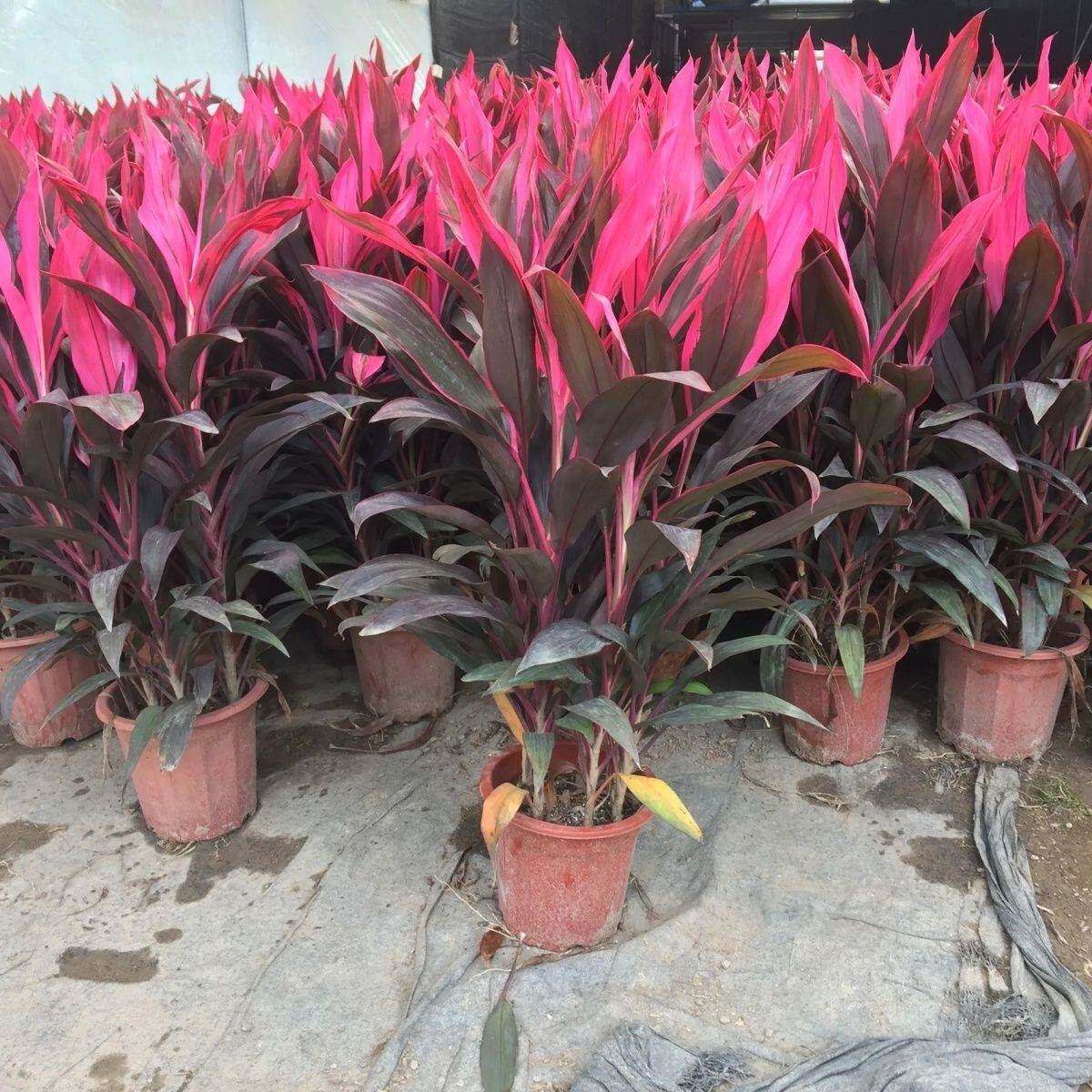 带根水培红紫竹鸿运当头客厅水养花卉盆栽花瓶植物大颗紫色富贵竹