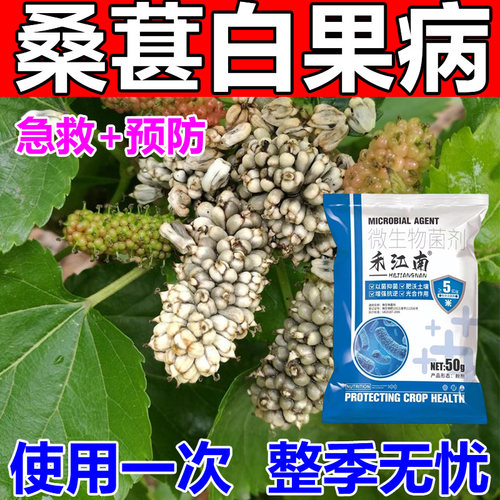 桑葚白果病专用药治果桑靓果安褐斑桑疫防瘟防治杀菌农药叶面肥料