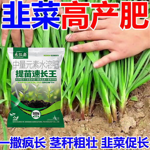【韭菜疯长】韭菜速长猛长肥料叶面肥韭菜茎粗叶肥厚生长上市