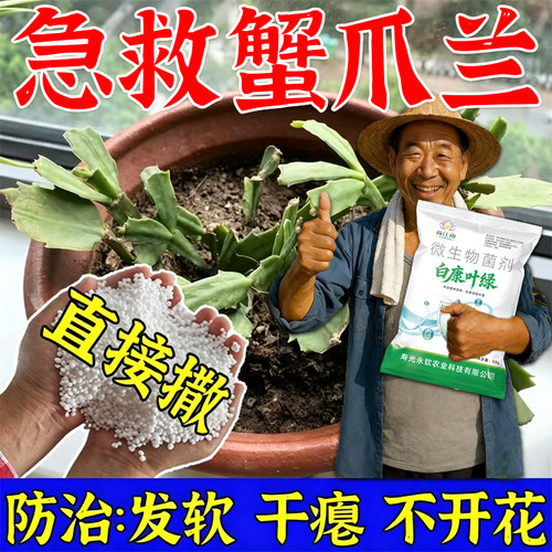 【软腐干瘪】蟹爪兰专用肥蟹爪兰病害发蔫软烂黄叶不开花壮根肥料