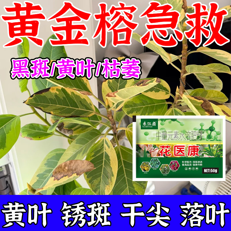 黄金榕营养液专用肥掉叶黄叶枯萎枯叶烂根焦尖病杀菌剂生根复活剂