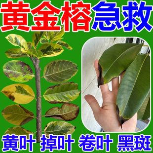 黄金榕营养液叶斑病锈斑病叶子发黑黄孟加拉榕百菌灵杀虫剂专用肥