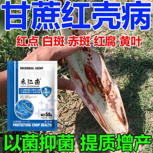 甘蔗红壳病专用药稍腐黄叶黄斑花叶铁锈卷叶叶斑黄化黑穗病害全清