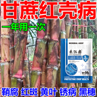 甘蔗红壳病专用药稍腐黄叶黄斑花叶铁锈卷叶叶斑黄化黑穗病害全清