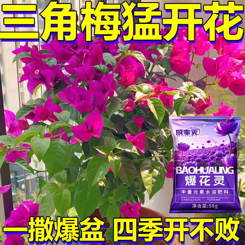 三角梅开花专用肥促开花爆花专用营养液速效开花素复合肥料催花素
