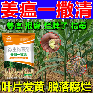 姜瘟一撒清姜瘟清灵生姜专用药大姜根腐病黄叶烂脖子杀菌剂叶面肥