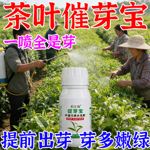 茶叶催芽剂叶面肥茶叶爆芽素提早上市芽齐芽嫩茶树促长剂增产增收