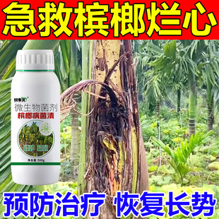 槟榔烂心病防治专用刹菌剂叶斑炭疽果腐芽腐条斑病槟榔病菌清