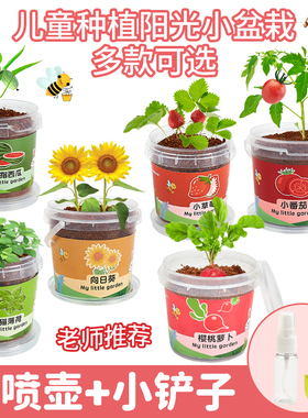儿童种植小盆栽室内水培植物观察太阳花草莓蔬菜diy阳光房玩具男6