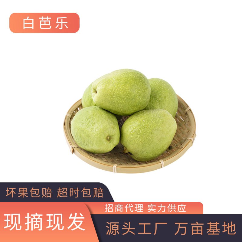 福建白心芭乐 整箱装番石榴3/5/9斤新鲜脆甜爽口水果产地