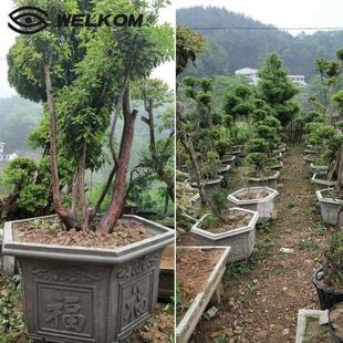 水泥花盆模具底部灌浆花盘摆件泥瓦盆家庭现浇花盒盆园艺制品 新款