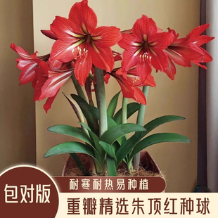 进口朱顶红种球重瓣根多年植物花卉花园阳台鬼魅初恋花孔雀阿弗雷